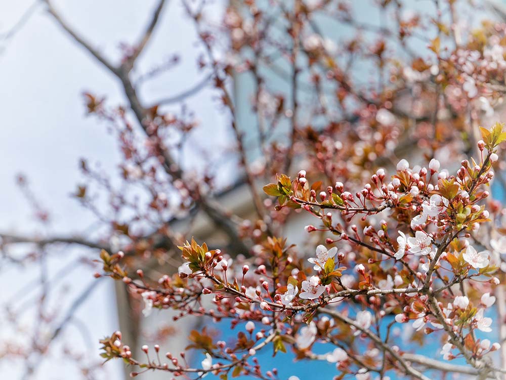 Pink Route: Cherry Blossom in Turkey