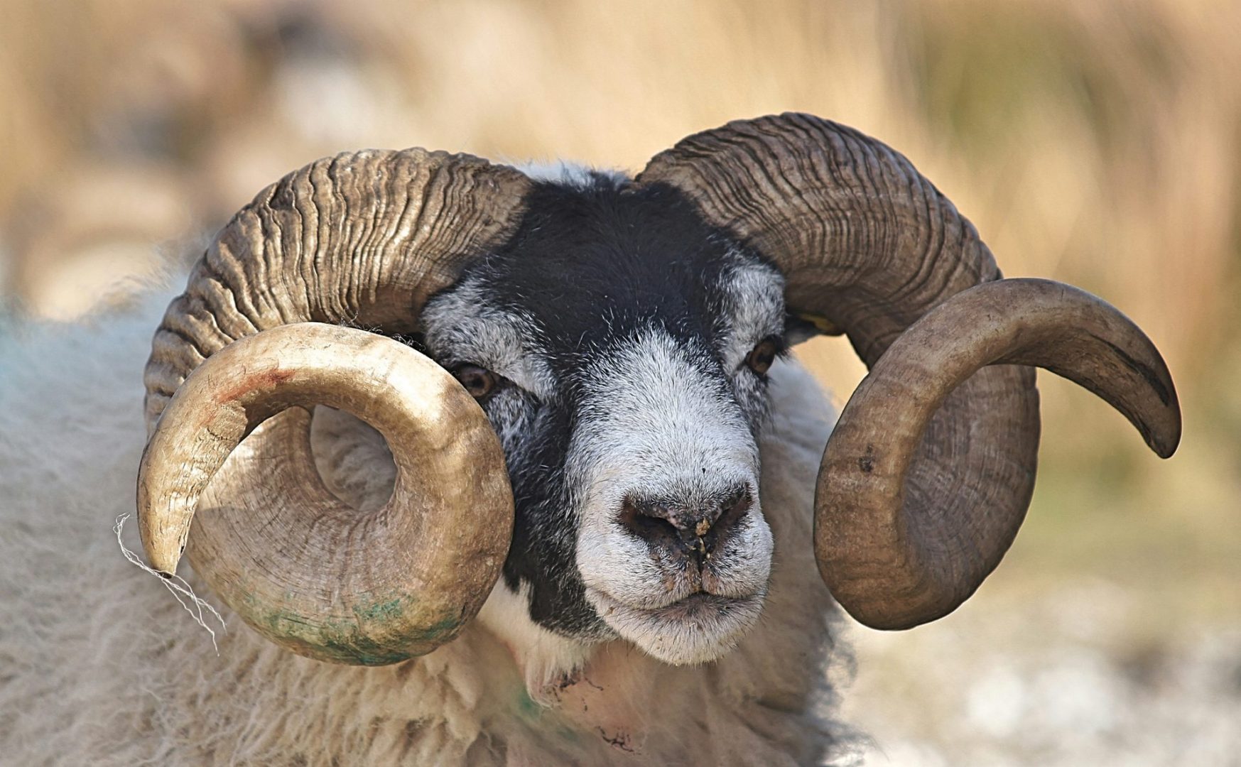 Ram sculpted tombs in Anatolia